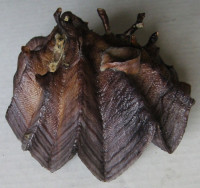 Lopha cristagalli 1)  (Linnaeus, 1758)